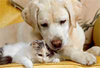 A cat may eat less when it lives with a dog