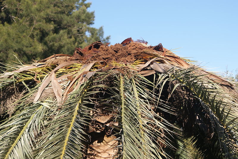 Phoenix_canariensis_destroyed_by_Rhynchophorus_ferrugineus_1.JPG