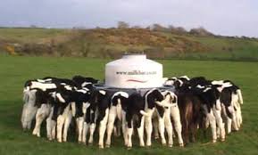 Image result for feeding calves