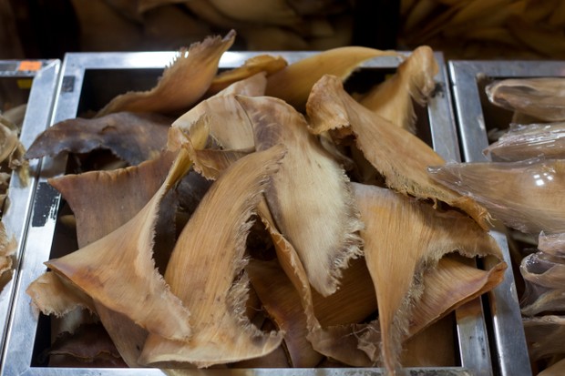 Dried shark fins for sale in a Taipei market. © Craig Ferguson/LightRocket/Getty