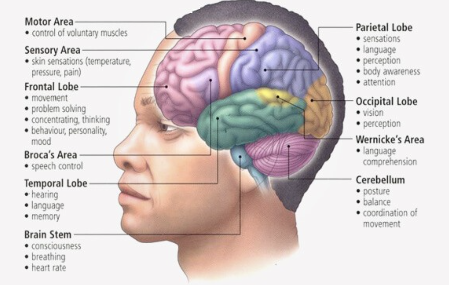 How Psychology Works - Book Summary