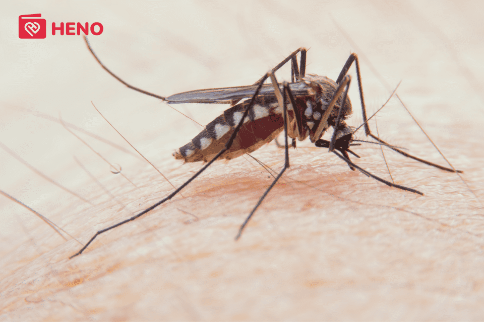 Muỗi vằn là nguyên nhân gây ra bệnh sốt xuất huyết