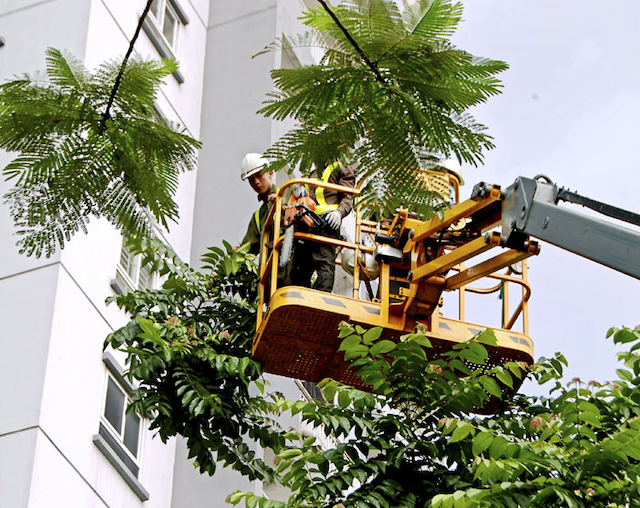 Dịch vụ Cắt tỉa cây xanh tại châu thành ở Vệ Sinh Cây Xanh Miền Nam