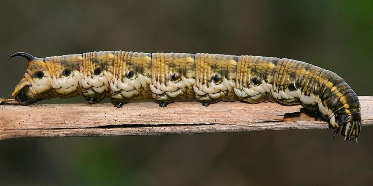 Lagarto com a boca aberta

Descrição gerada automaticamente