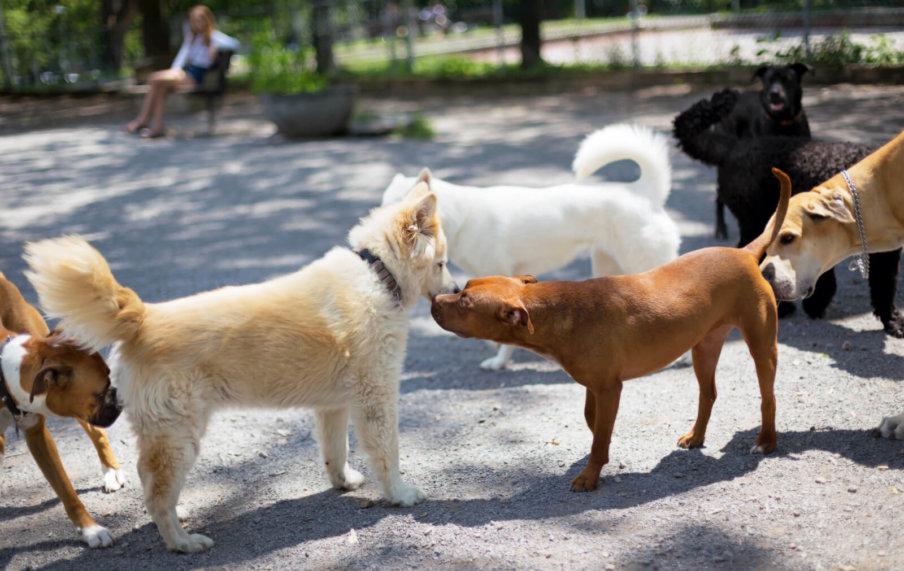 Tips to Keep Your Dog Safe at the Dog Park 