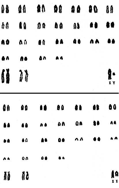 Karyotypes of male and female springboks