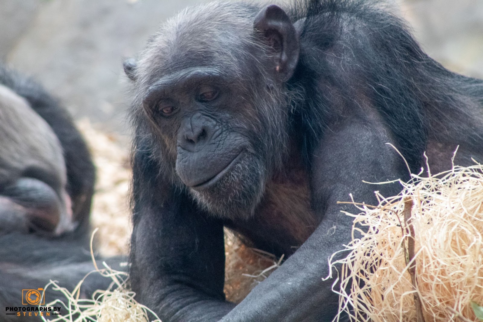 Sleeping Habit of Chimpanzees