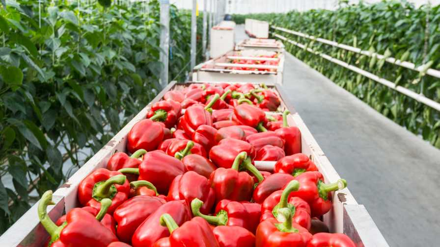 How to Maximize Pepper Production