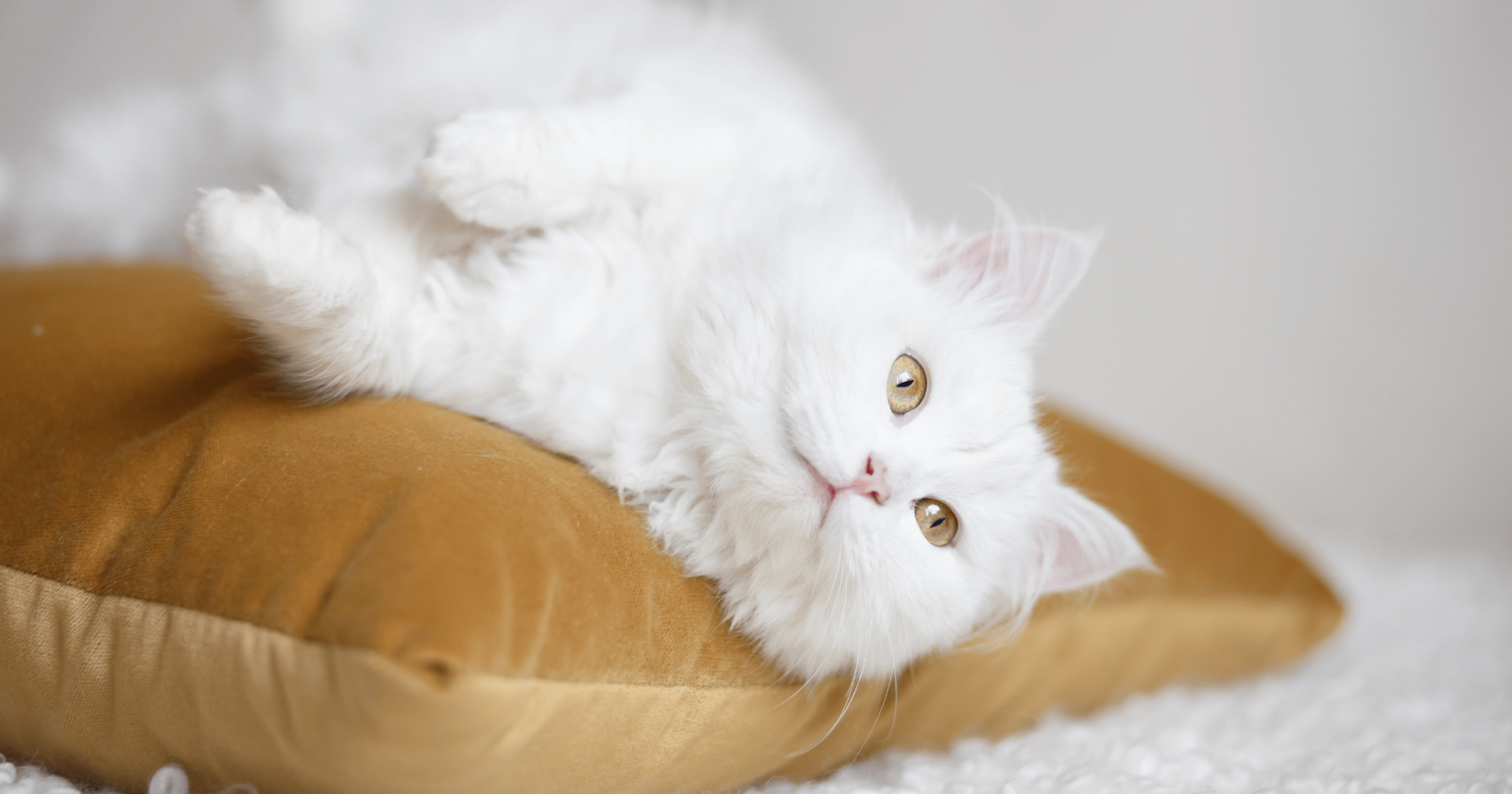 Fluffy white cat laying on side on yellow pillow