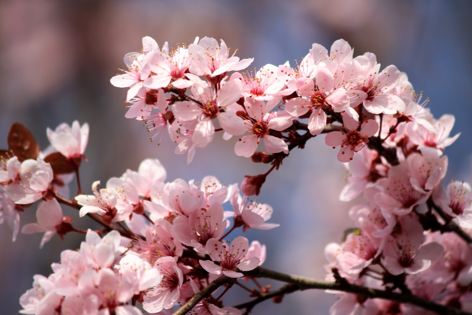 https://upload.wikimedia.org/wikipedia/commons/4/47/Pink_Plum_Blossoms.jpg