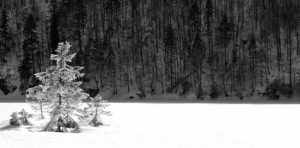 A snowy forest with trees

Description automatically generated with low confidence