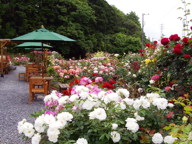 バラ園 Of Copy Petitchambre