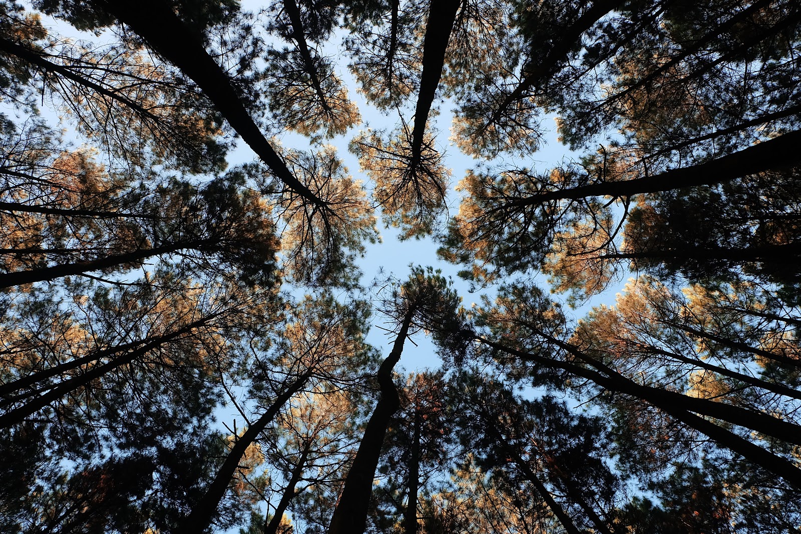 Hutan Pinus Rahong