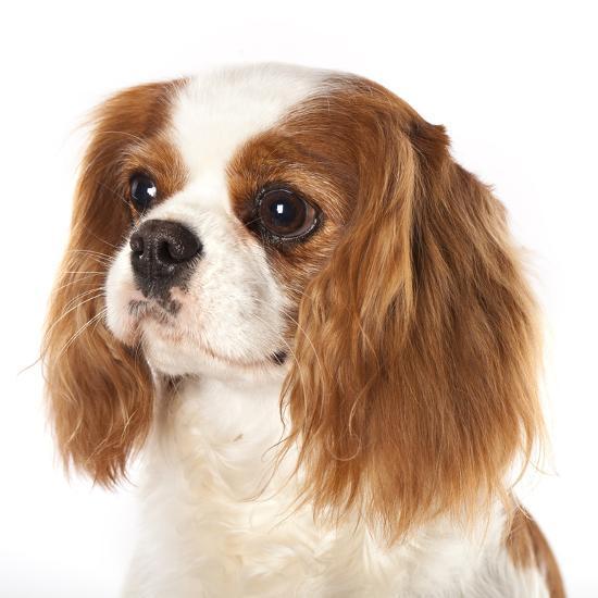 Mon chien a un souffle au cœur : est-ce grave docteur ? | My Happy Pet  France