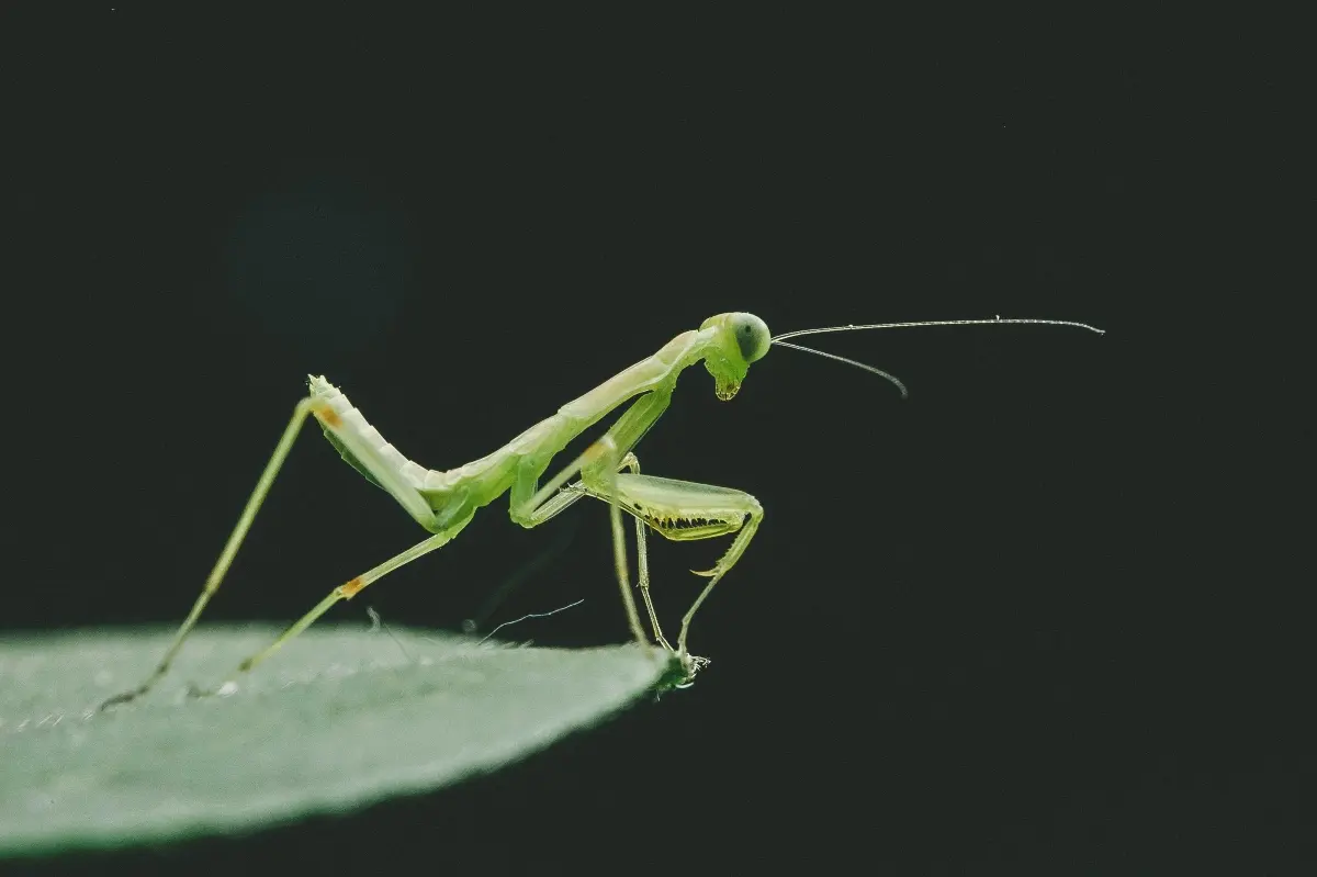 Is Praying Mantis Poisonous