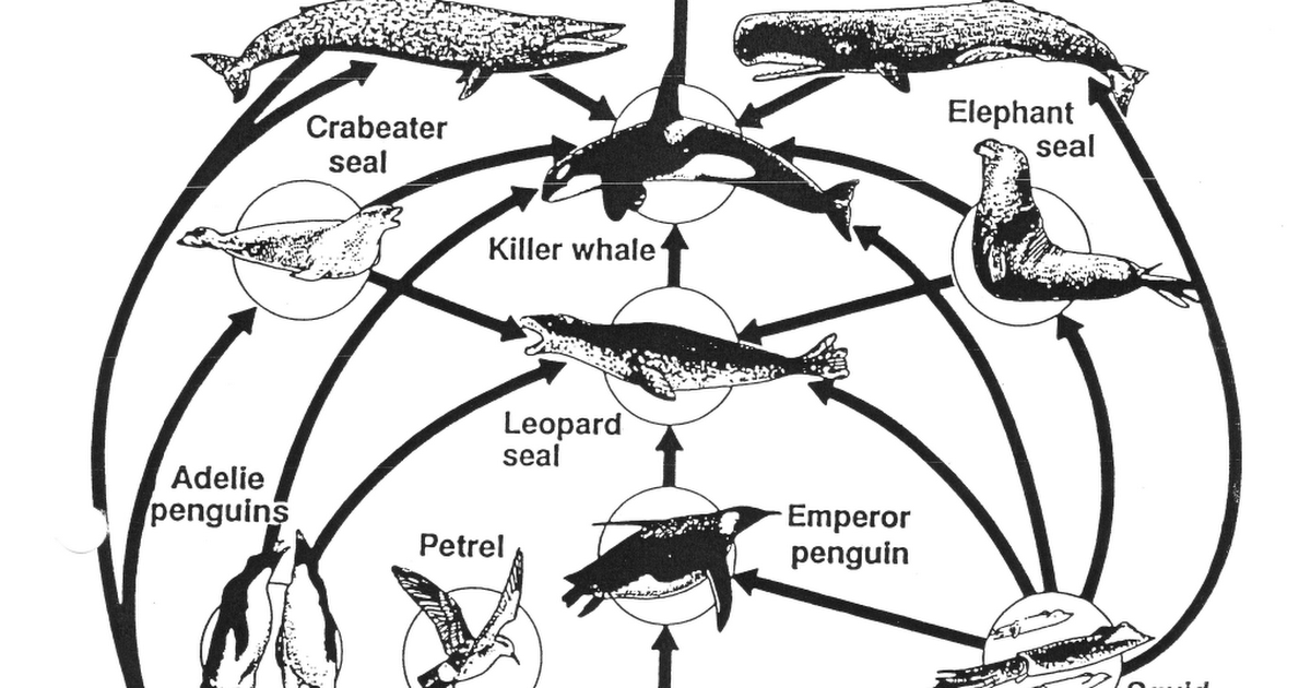 simplified-antarctic-food-web-pdf-google-drive