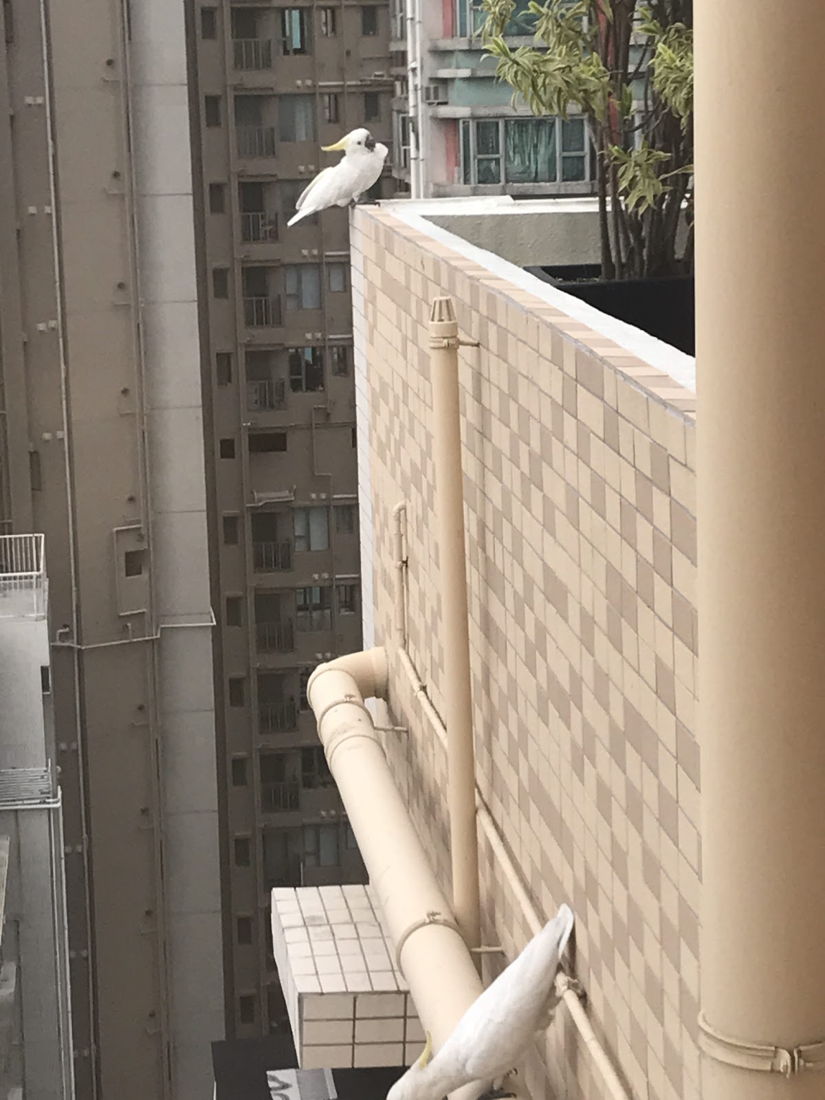 White bird nesting on the edge of a tall, beige-colored building.