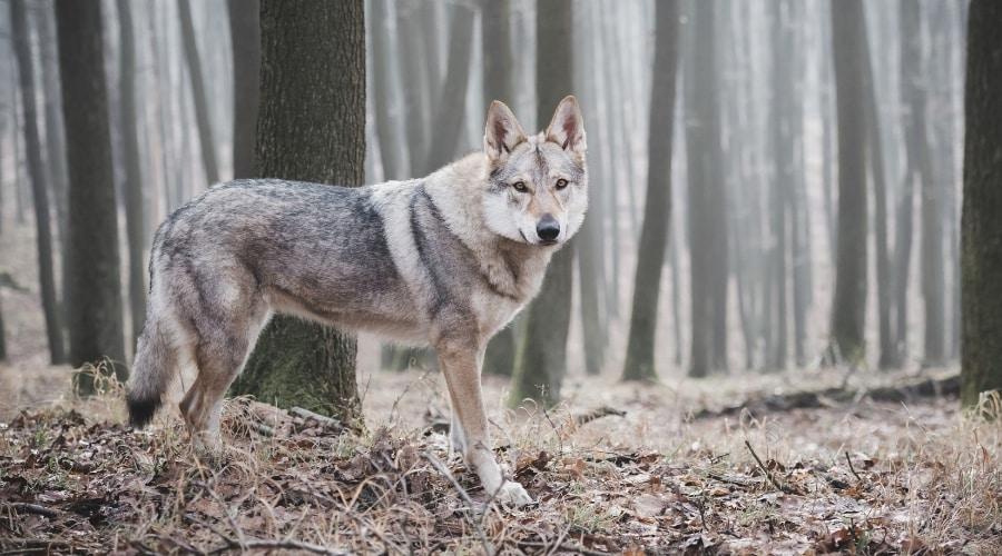 Handsome Gray Sable Canine Standing in a Snowy Forest
