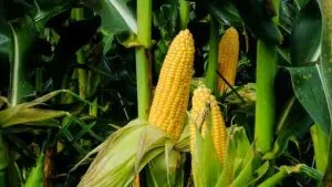 corn