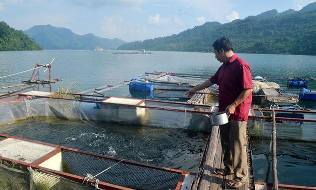 Nuôi cá trên lòng hồ sông Đà: Hiệu quả cao nhờ khai thác đúng hướng