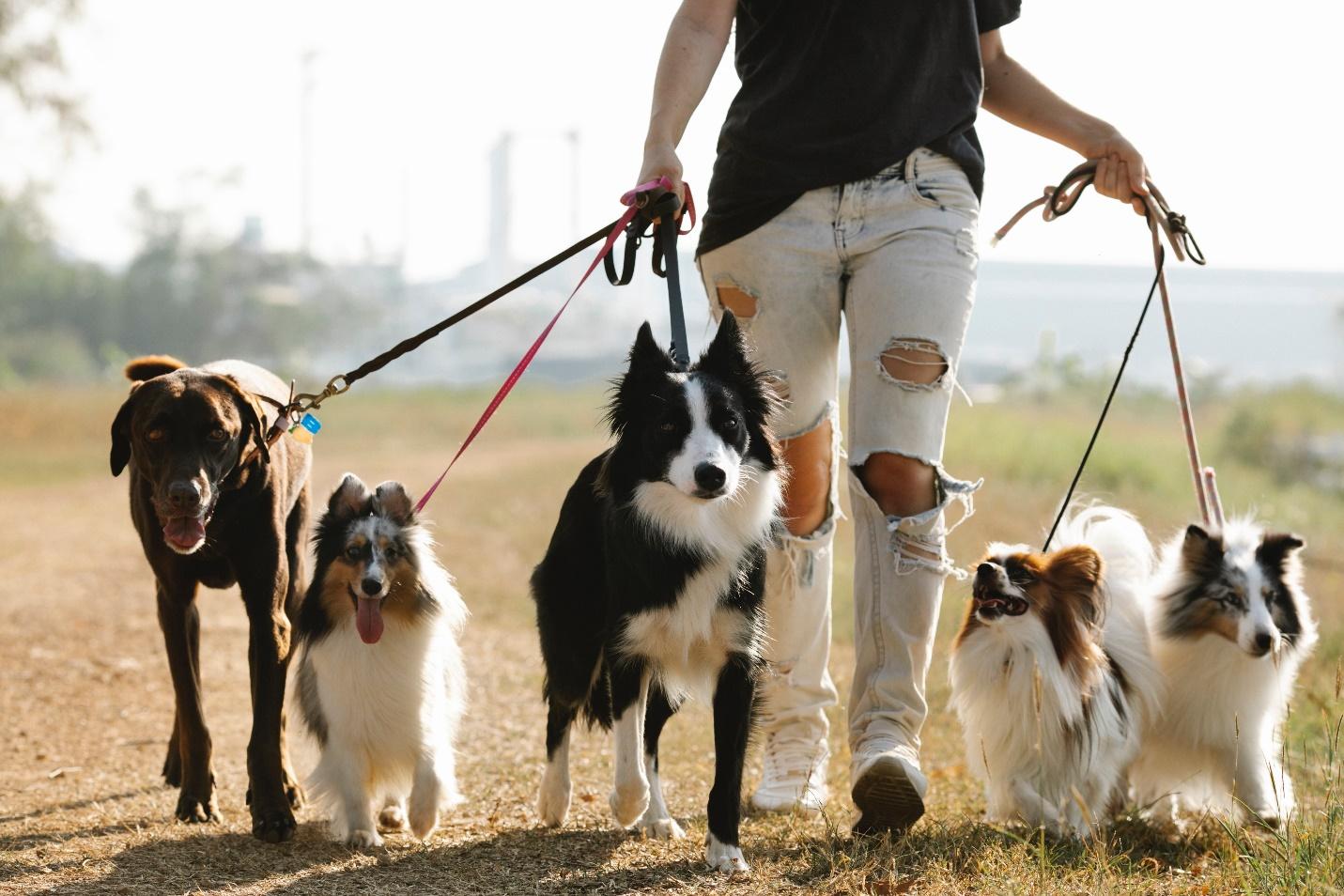 una ragazza porta a spasso i cani