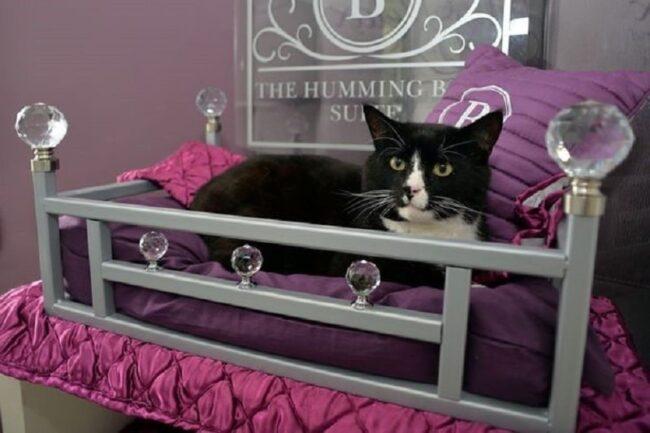 http://vietnamthoibao.org/wp-content/uploads/2023/01/Hinh-13-Mot-chu-meo-tai-khach-san-Luxury-Cat-Hotel-650x433.jpg