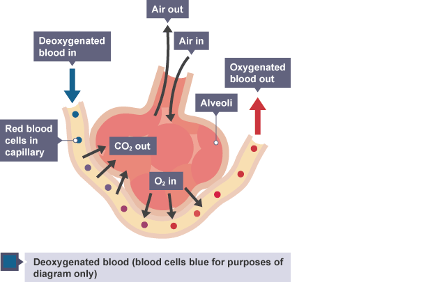 igcse-biology-notes-2-46-explain-how-alveoli-are-adapted-for-gas