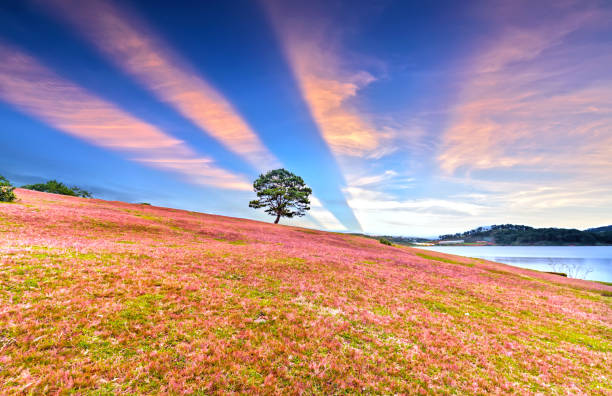 anh hoa da lat