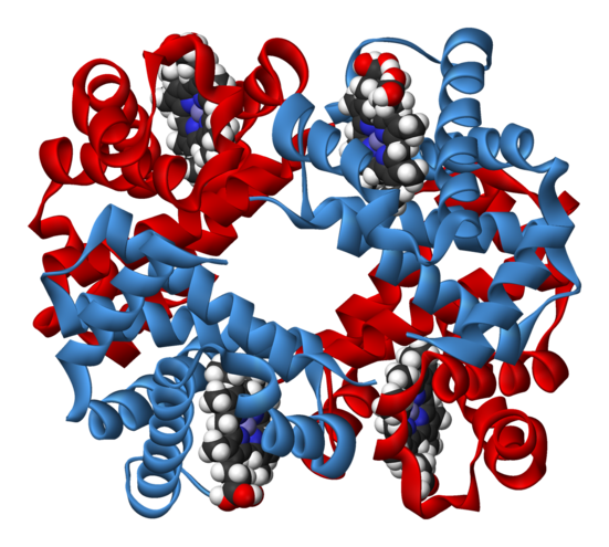 Haemoglobin-3D-ribbons.png