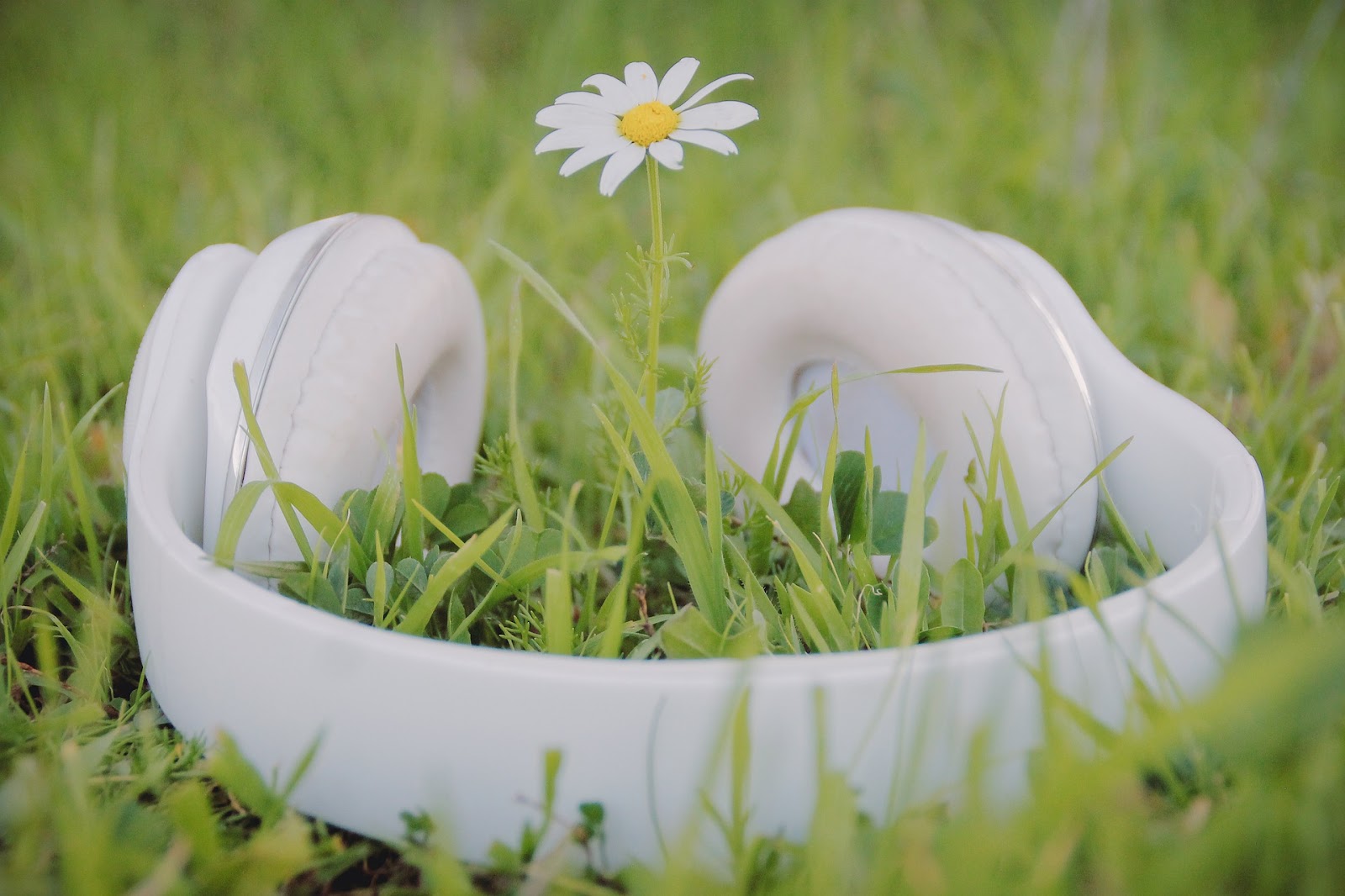 Daisy with white headphones in grass