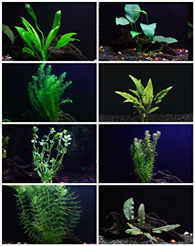 Descuentos en plantas de acuario 30+ tallos - 8 especies