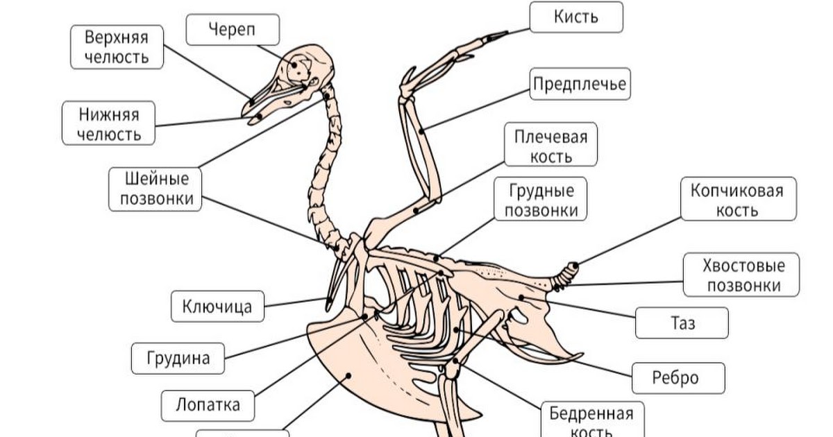 Осевой скелет птиц. Скелет крыла птицы. Скелет птицы с подписями. Скелет птицы рисунок с подписями.