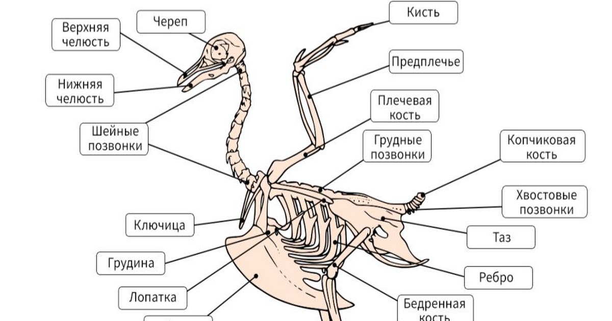 Скелет птицы с подписями. Скелет крыла птицы. Скелет птицы рисунок с подписями. Крыло птицы скелет.