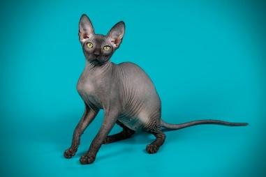 Why are sphynx cats hairless? Other bald cats include the Donskoy cat