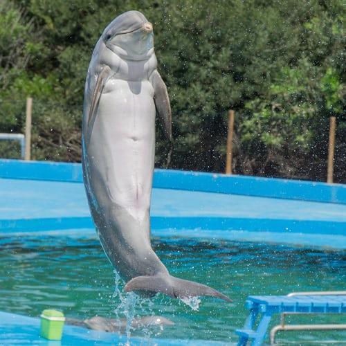 Image of a dolphin.