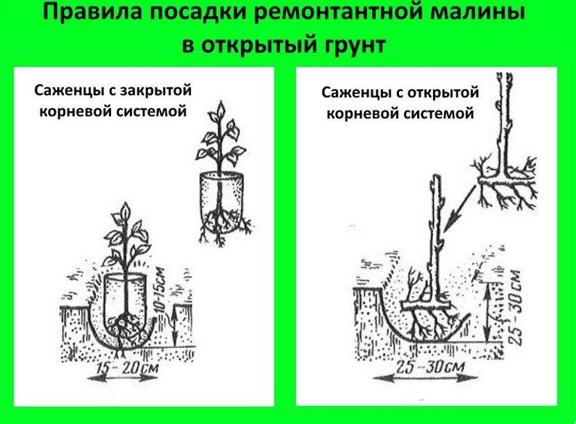 Схема посадки ремонтантной малины в открытом грунте