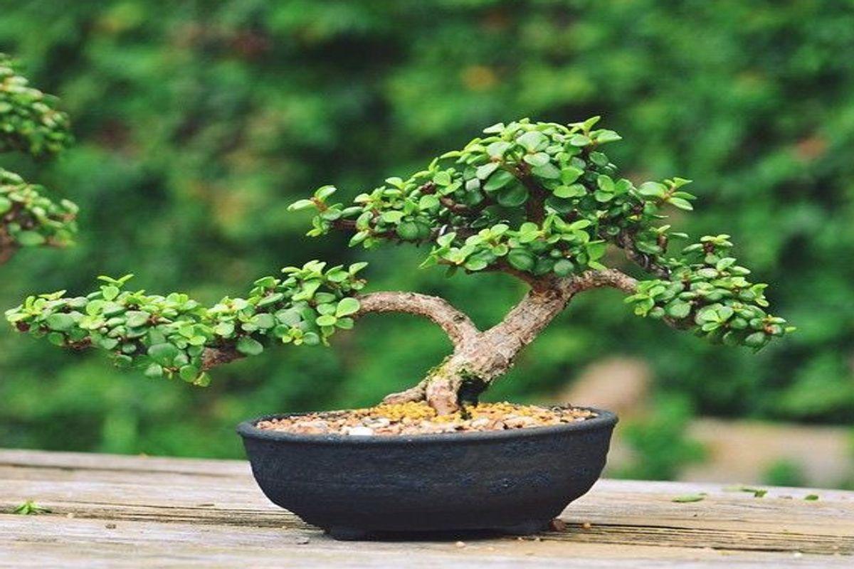 Everything you need to know about Jade Bonsai Plant