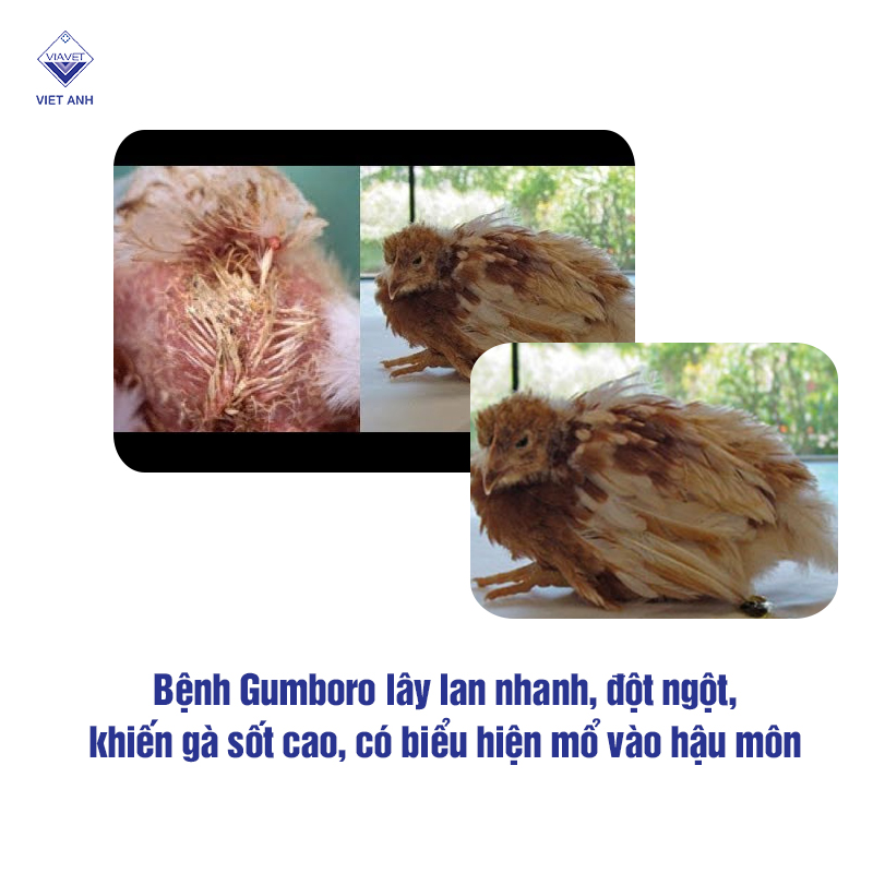 Bệnh Gumboro - gà giảm miễn dịch, chết nhanh