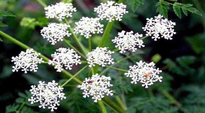 poisonous plants, life-threatening