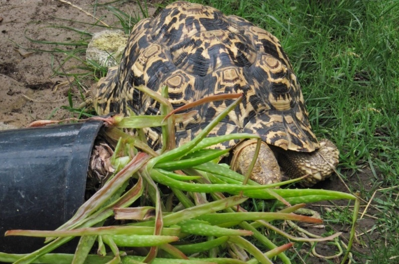 Can Tortoises Eat Aloe Vera