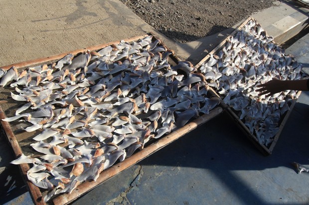 Shark fins drying in West Java Province, Indonesia. © Sijori Images/Barcroft Images/Getty
