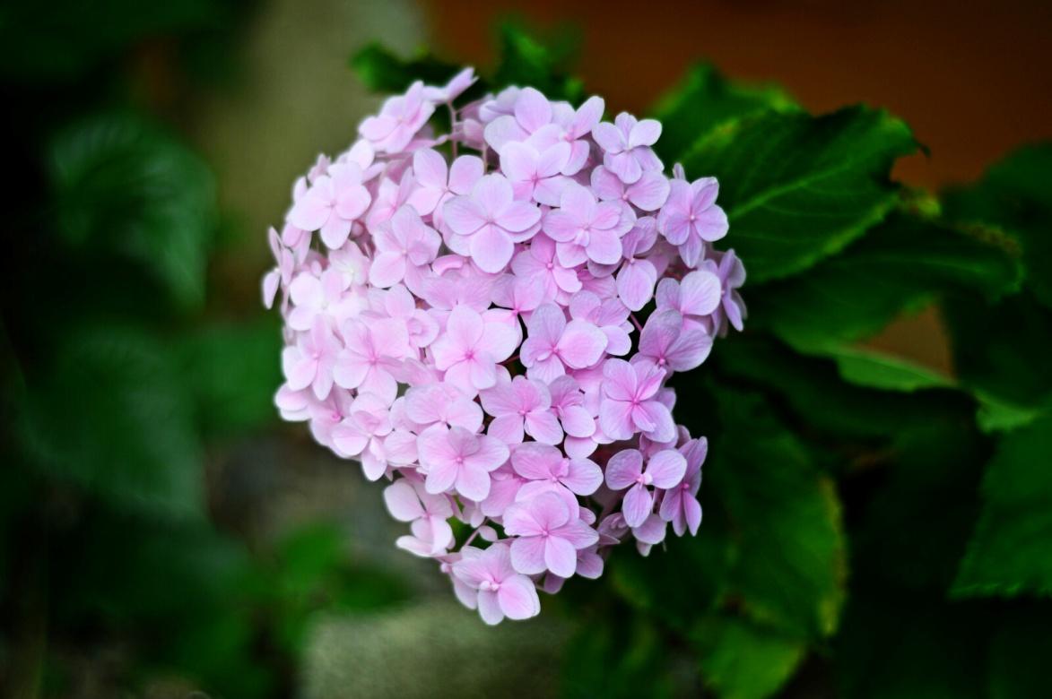 Best Online Flowers- SnapBlooms.com