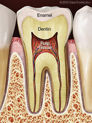 Inside of a healthy tooth Inside of a healthy tooth