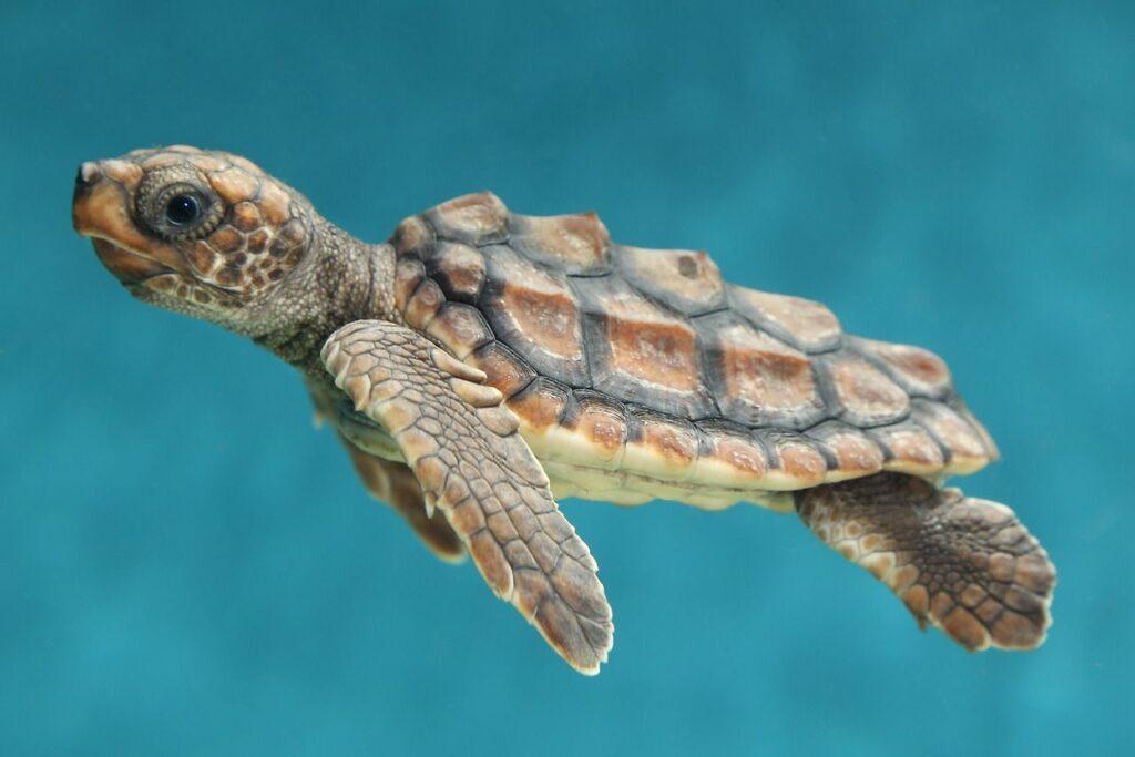 Hawksbill sea turtles find refuge along Costa Rica's coastline, contributing to the region's rich marine diversity.