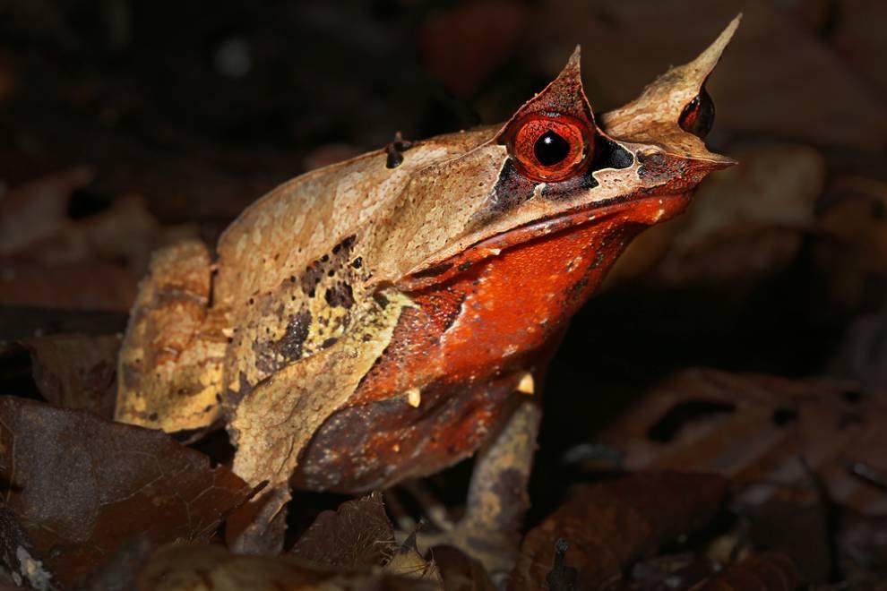 Image result for malayan horned frog eating