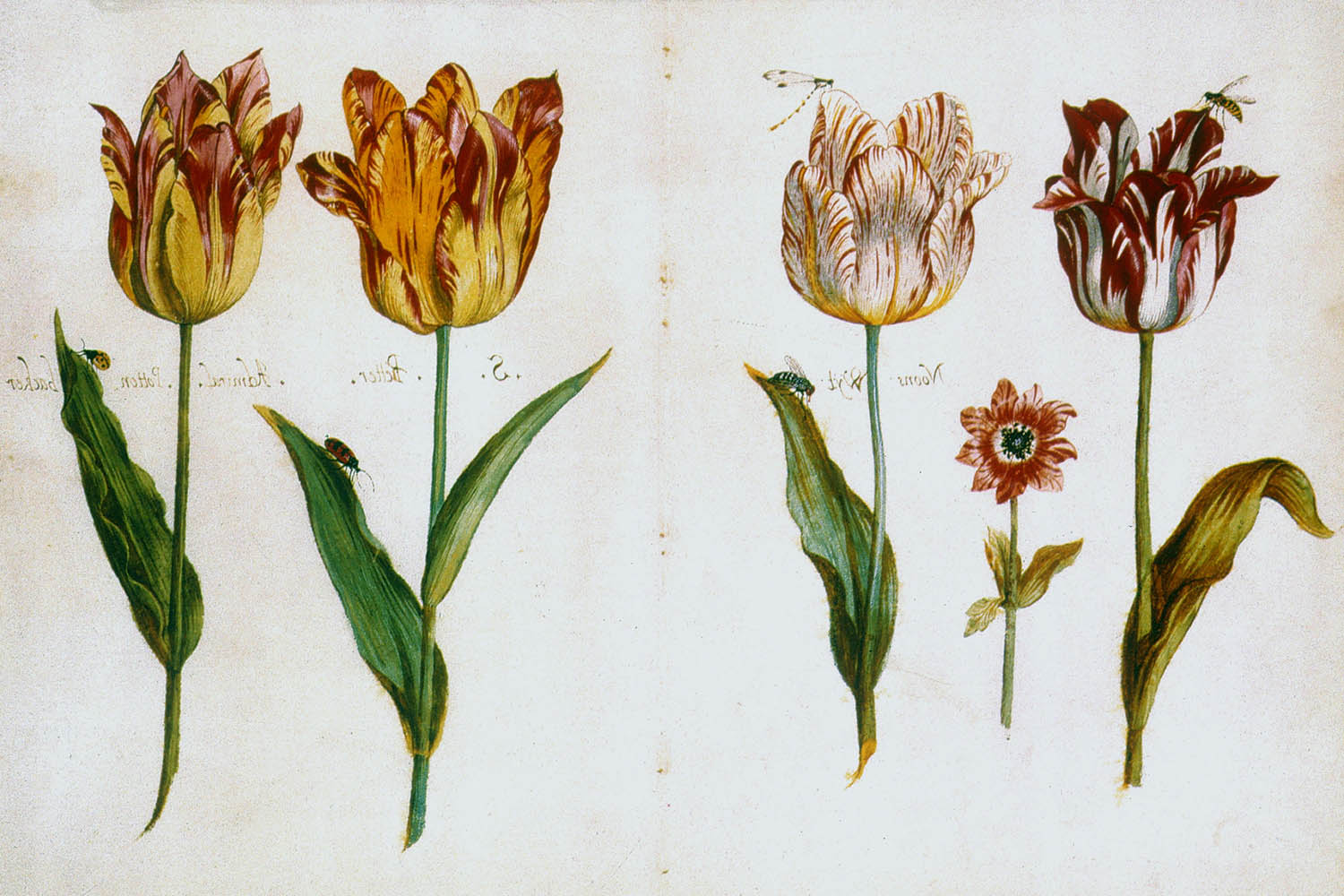 Lịch sử bong bóng hoa Tulip tại Hà Lan