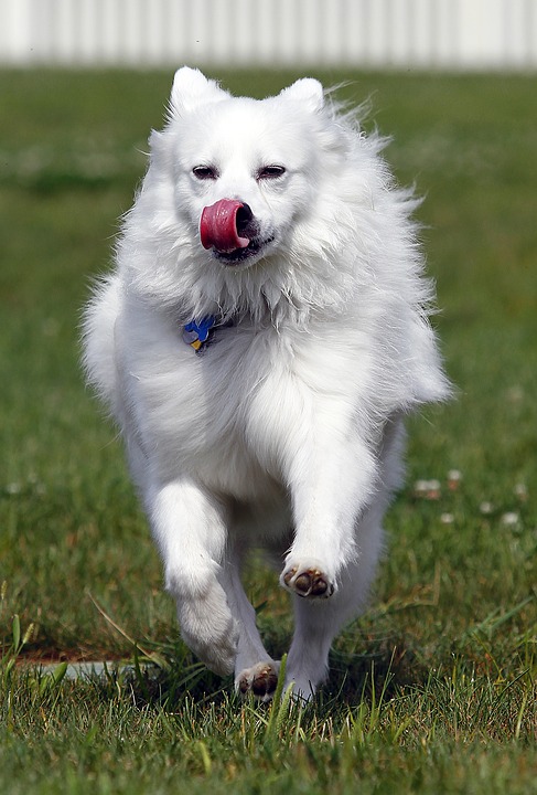 Eskimo Dog Growth Pictures