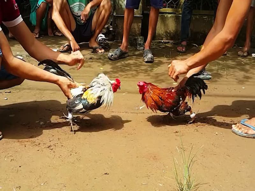 Hướng dẫn chọn gà để tham gia đá gà cup c1 campuchia 
