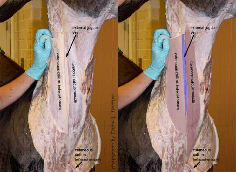 The image on the right is the same image with the external jugular vein, sternocephalicus and cutaneous colli mm. highlighted.
