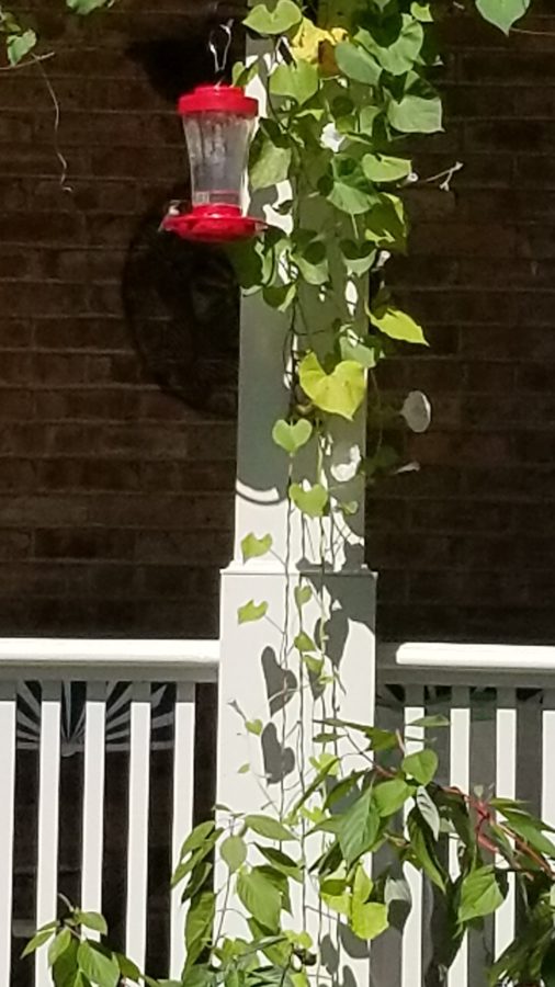 hummingbird on a feeder